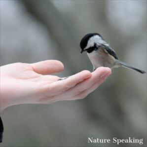 Wildlife Rehabilitation During COVID-19