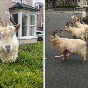 122 Kashmiri Goats