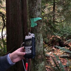 Performing with Nonhumans - Tree Improvisations