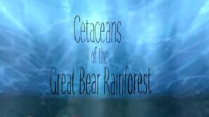 Cetaceans of the Great Bear Rainforest