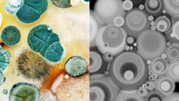 mold model of the music i listen to comparison