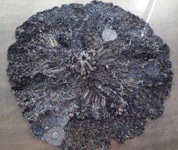 'Resurge'