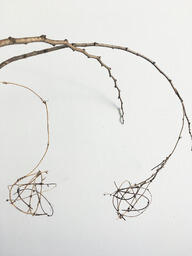 Becoming Jihyun-Tree
