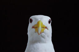 Gull from the Faces Series
