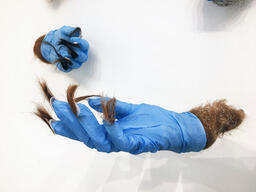 Contagion (detail), from the Sympoetics of Squirrealism series