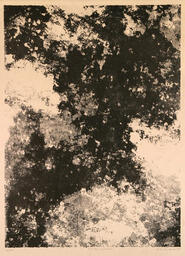 L'arbre d'ombre: 