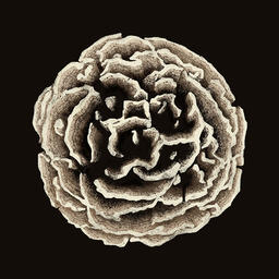 Fungi: End result