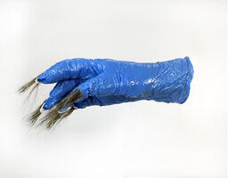 Contagion (detail), from the Sympoetics of Squirrealism series