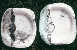 [Work by Jose Cawsey]