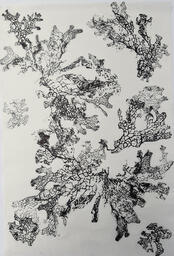 Lichen Relief Print