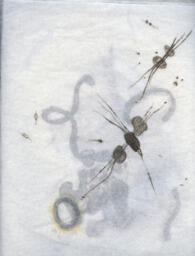 Specimen Drawings Stack I