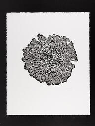Lichen