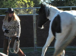 Equus: Speak. A journey into a silent language.