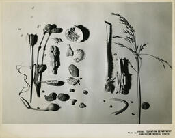 Arrangement of natural objects, VSB design E series, 1955.