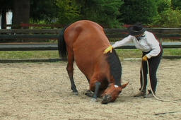 Equus: Speak. A journey into a silent language.