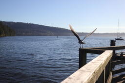 Wings By The Water