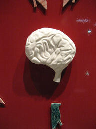 His Guts are telling his Brain/ BirdBrain