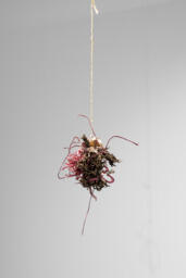 Eubrachyuroida echinopsida, from the symbionts of capitalist ruin series