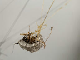 Porphyra fungites, from the symbionts of capitalist ruin series