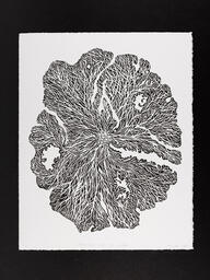 Mycelium and the Mother
