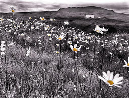 Daisy Fields, Abandoned NSGA Site, Adak, I