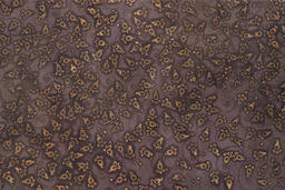 ShongRokkhon: Reimagined Threads - Batik Panel