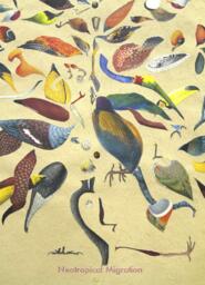 Neotropical Migration
