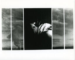 Grad show 1993.