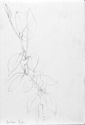 Balsam Poplar, Peel River