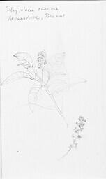 Poke root, Kingston